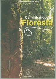 Caminhando A Floresta