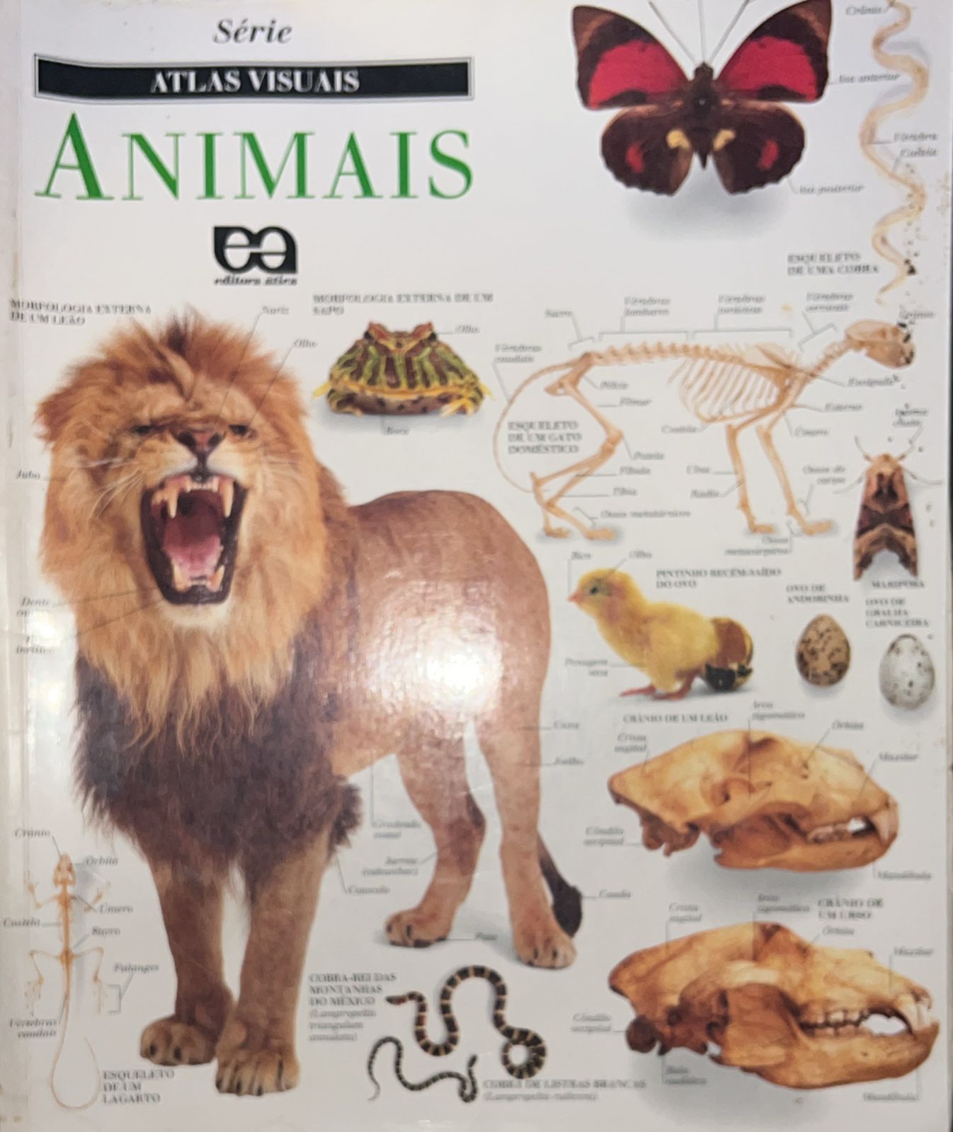Animais